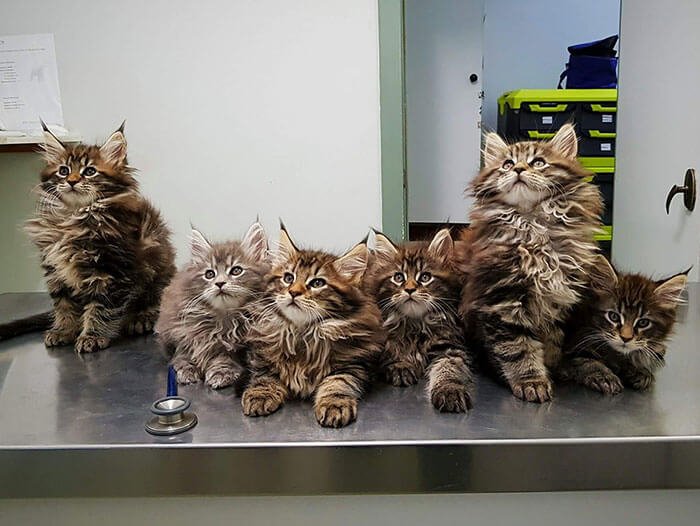 These Cute Maine Coon Kittens Are Actually Giants Waiting To Grow Up 3