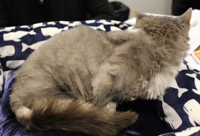 Lonely Cat Who Couldn’t Even Walk Under All That Matted Fur 3