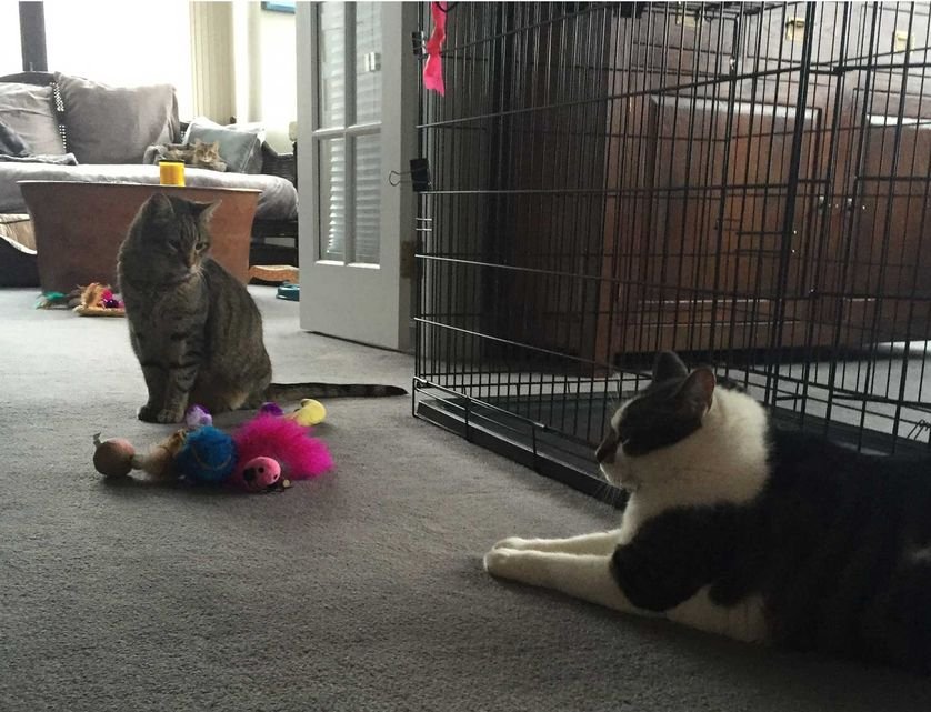 'Archie so badly wants to be friends with his brother, Hershey,' Baird said. (Photo: Jennifer Baird)