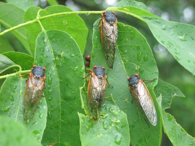 Cicadas