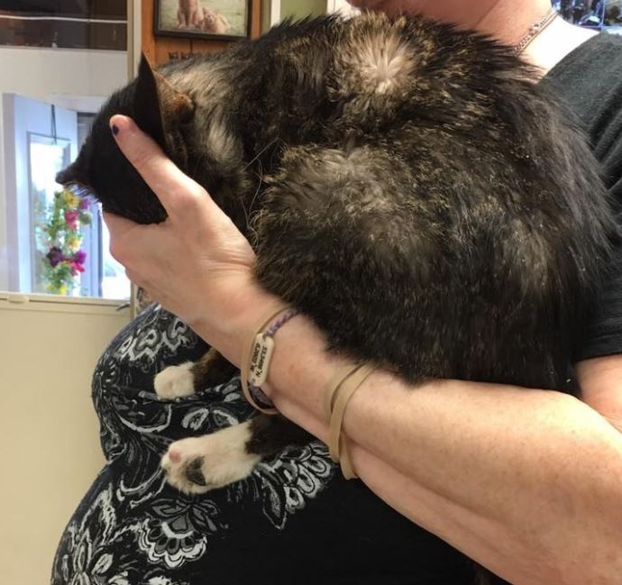 scraggly senior cat finally finds purrfect family and forever home