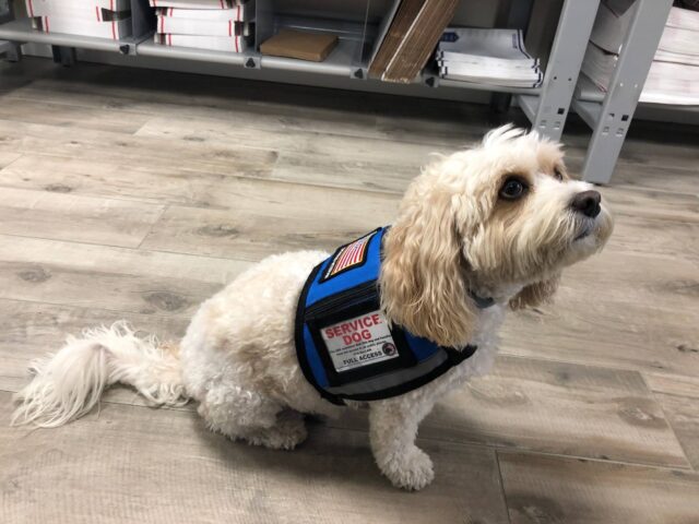 Service Dog