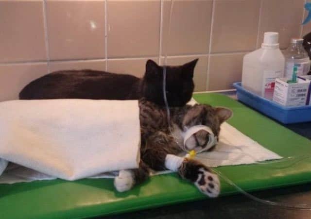 Rescue Cat Becomes Nurse at Shelter Caring For Sick and/or Injured Animals 1