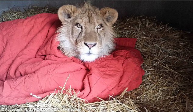 When he's in is enclosure, there's nothing more that Lambert enjoys than cuddling up with a blanket. Officials at the rescue facility say that he sleep with it every night 