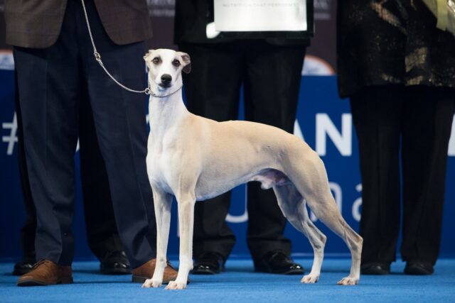 Whippet