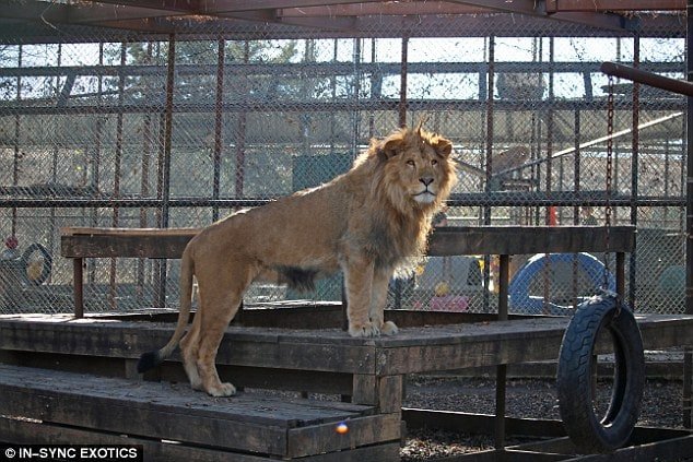 Even though Lambert has a sweet face, Keahey shared that he does have an attitude, just like any other African cat 