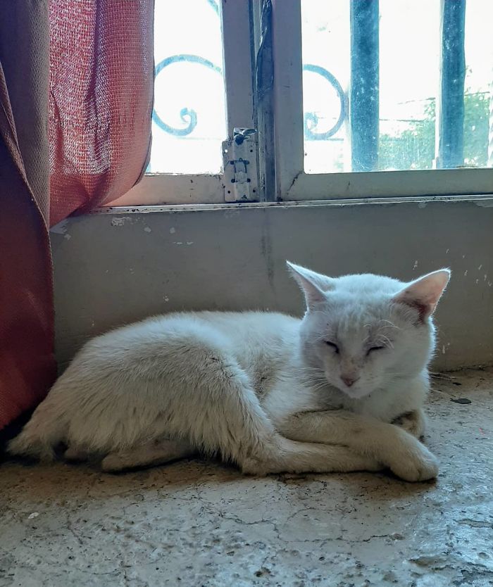 Clever Street Cat Leads A Woman To The Store And Asks Her To Buy Him Food, She Adopts Him