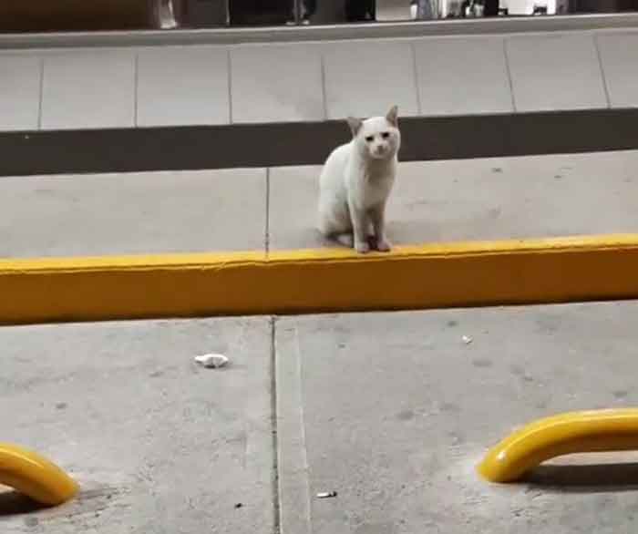 Clever Street Cat Leads A Woman To The Store And Asks Her To Buy Him Food, She Adopts Him