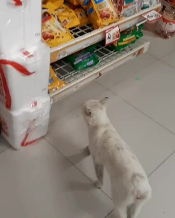 Clever Street Cat Leads A Woman To The Store And Asks Her To Buy Him Food, She Adopts Him