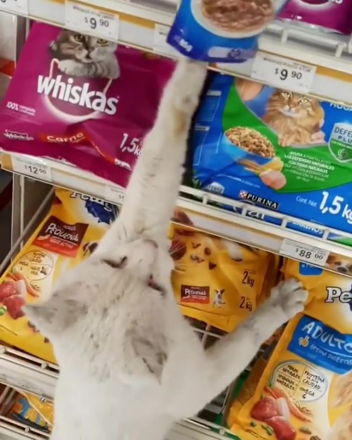 Clever Street Cat Leads A Woman To The Store And Asks Her To Buy Him Food, She Adopts Him