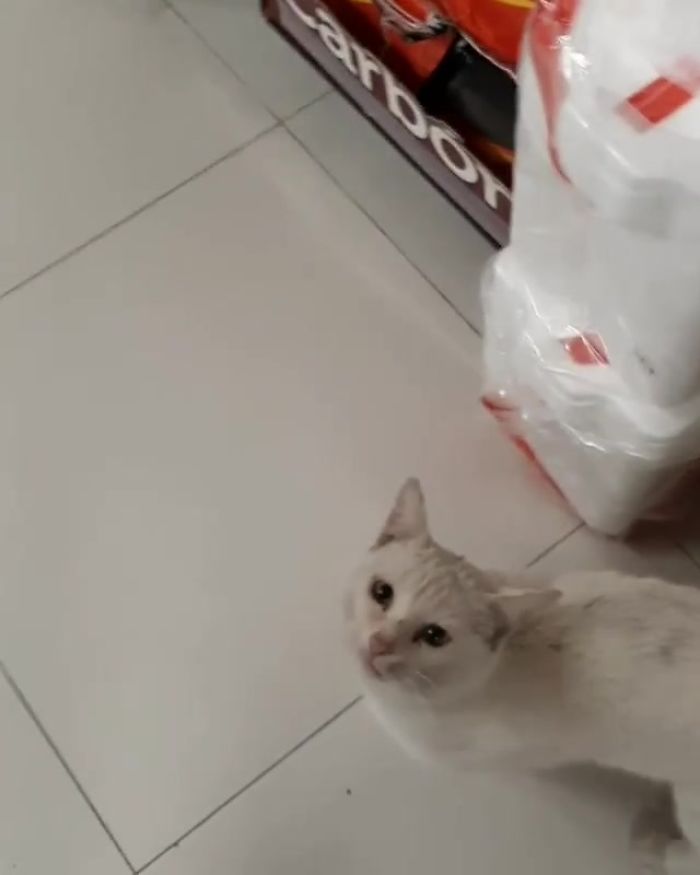 Clever Street Cat Leads A Woman To The Store And Asks Her To Buy Him Food, She Adopts Him