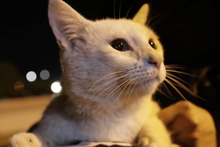 Clever Street Cat Leads A Woman To The Store And Asks Her To Buy Him Food, She Adopts Him