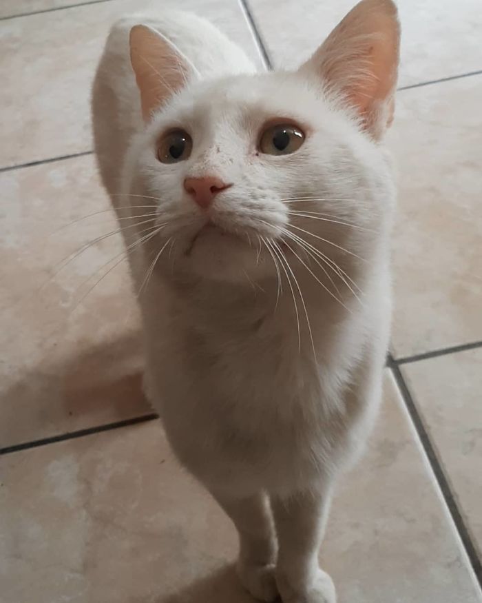 Clever Street Cat Leads A Woman To The Store And Asks Her To Buy Him Food, She Adopts Him