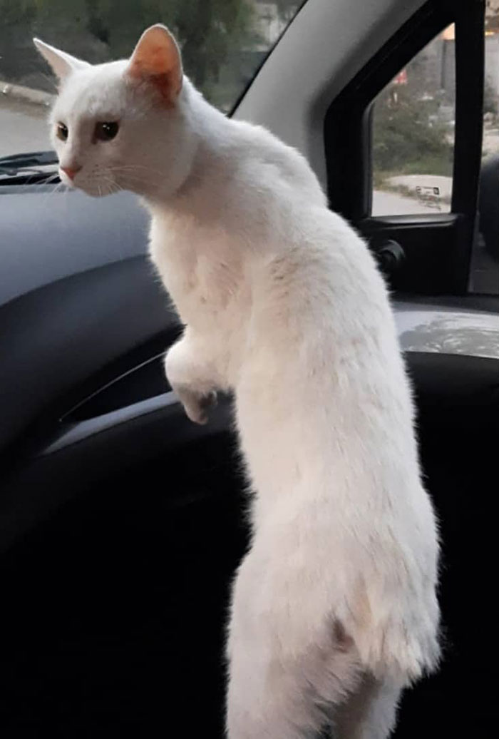 Clever Street Cat Leads A Woman To The Store And Asks Her To Buy Him Food, She Adopts Him