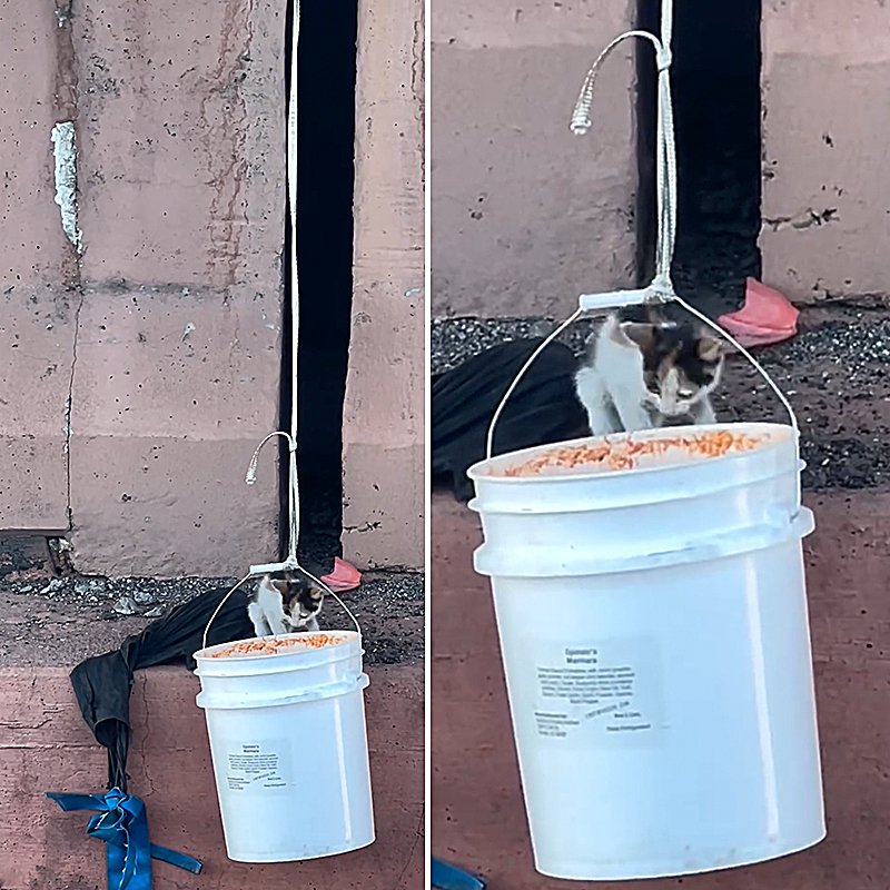 Arizona Department of Public Safety, Interstate, Santan Freeway (Loop 202) and Price Freeway (Loop 101) in Tempe, Arizona, Kitten, catfishing, catfish, trooper catches kitten in an empty bucket somehow, 3