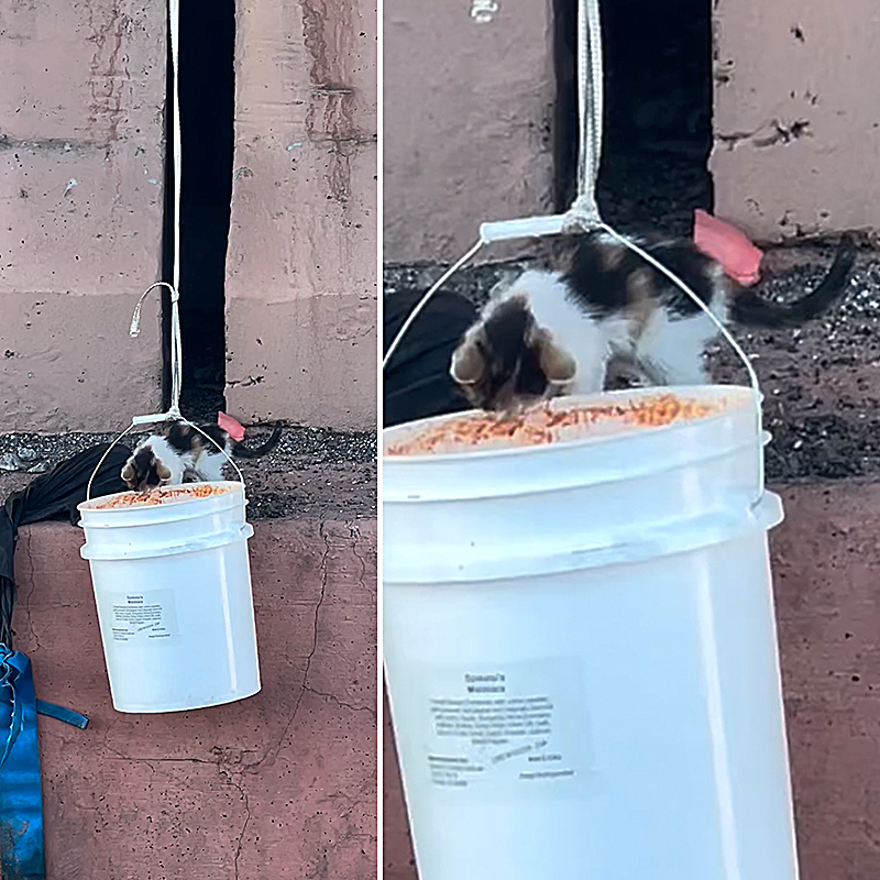 Arizona Department of Public Safety, Interstate, Santan Freeway (Loop 202) and Price Freeway (Loop 101) in Tempe, Arizona, Kitten, catfishing, catfish, trooper catches kitten in an empty bucket somehow, 2