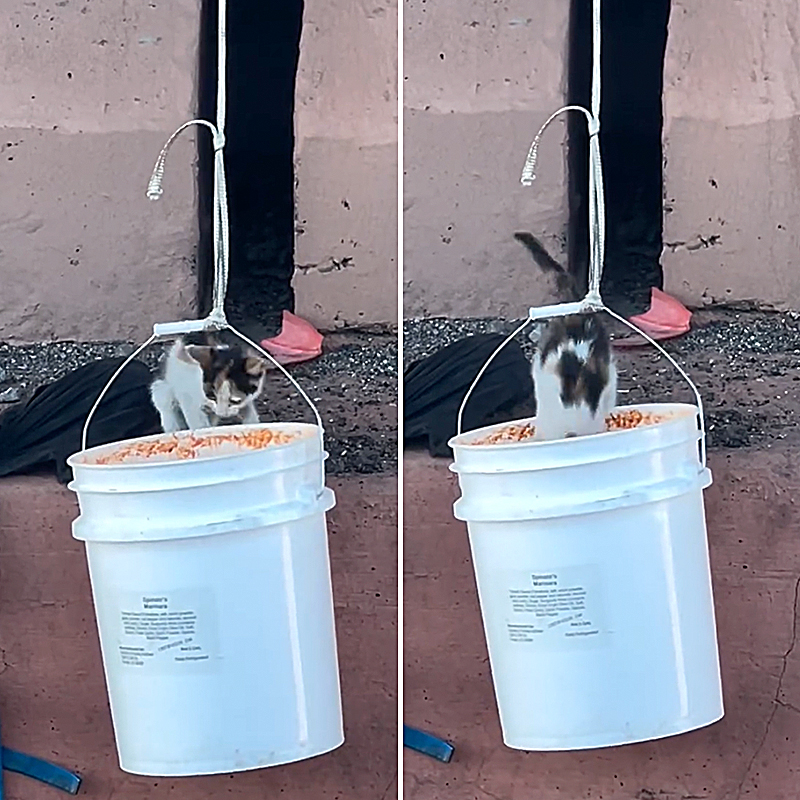 Arizona Department of Public Safety, Interstate, Santan Freeway (Loop 202) and Price Freeway (Loop 101) in Tempe, Arizona, Kitten, catfishing, catfish, trooper catches kitten in an empty bucket somehow, 1