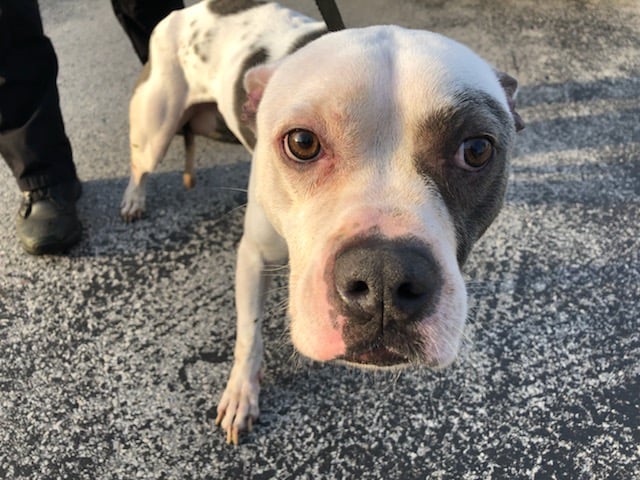 Abandoned malnourished Pit Bull