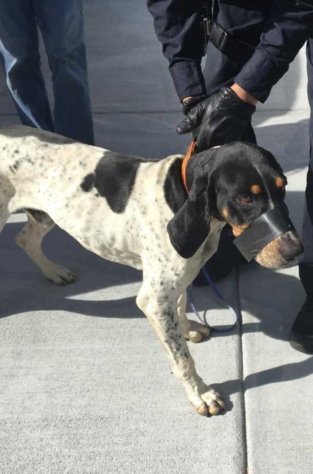 Abused hound dog wanders streets