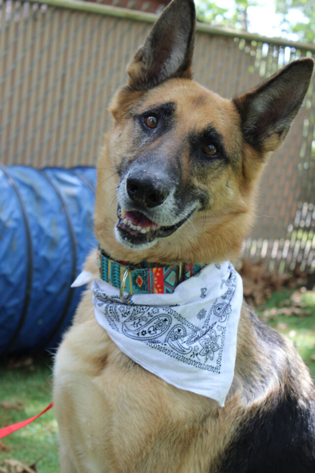 Adoptable German Shepherd