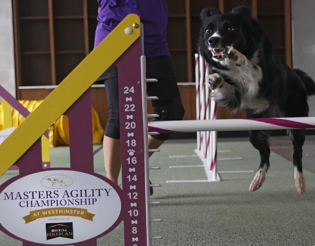 Agility