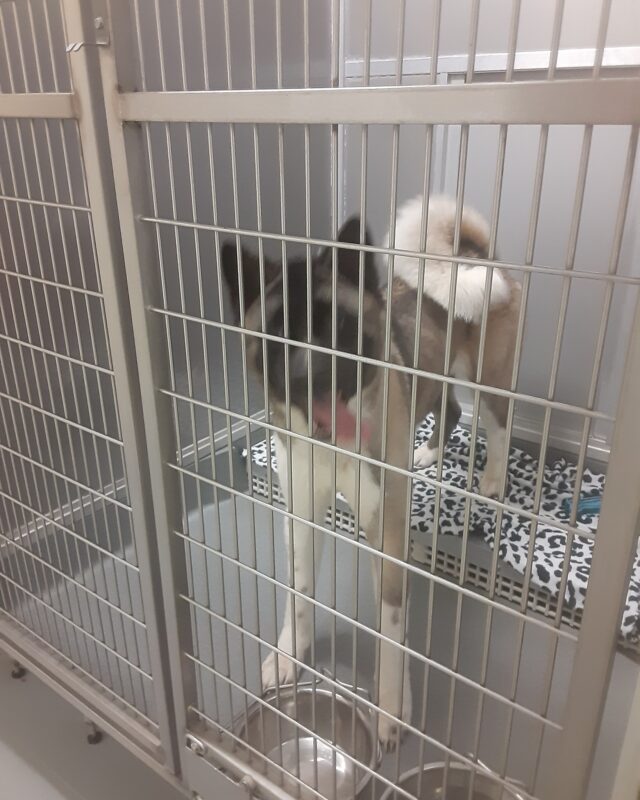 Akita at animal shelter