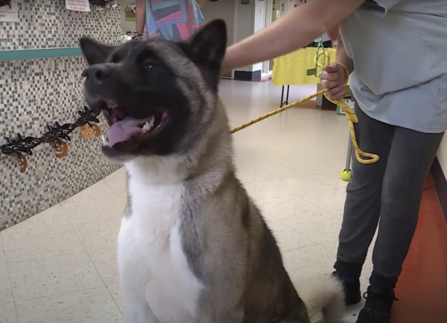 Akita rescued at shelter