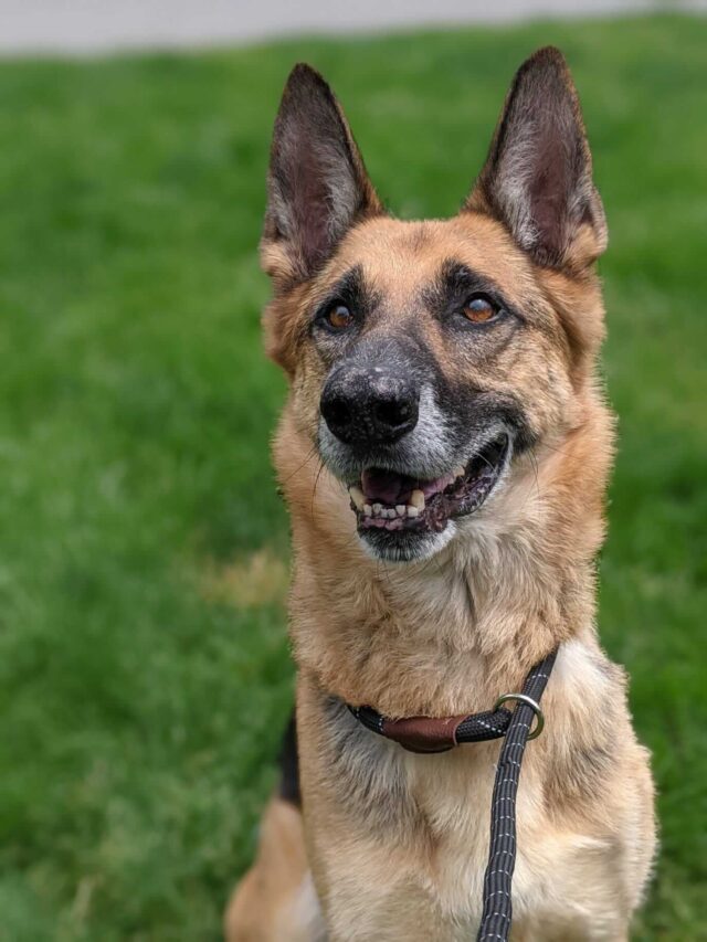 Alfie German Shepherd