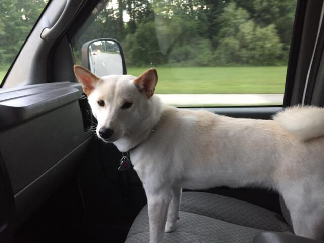 Amber the dog in car