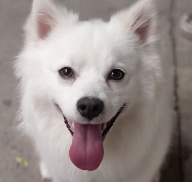 American Eskimo Dog face