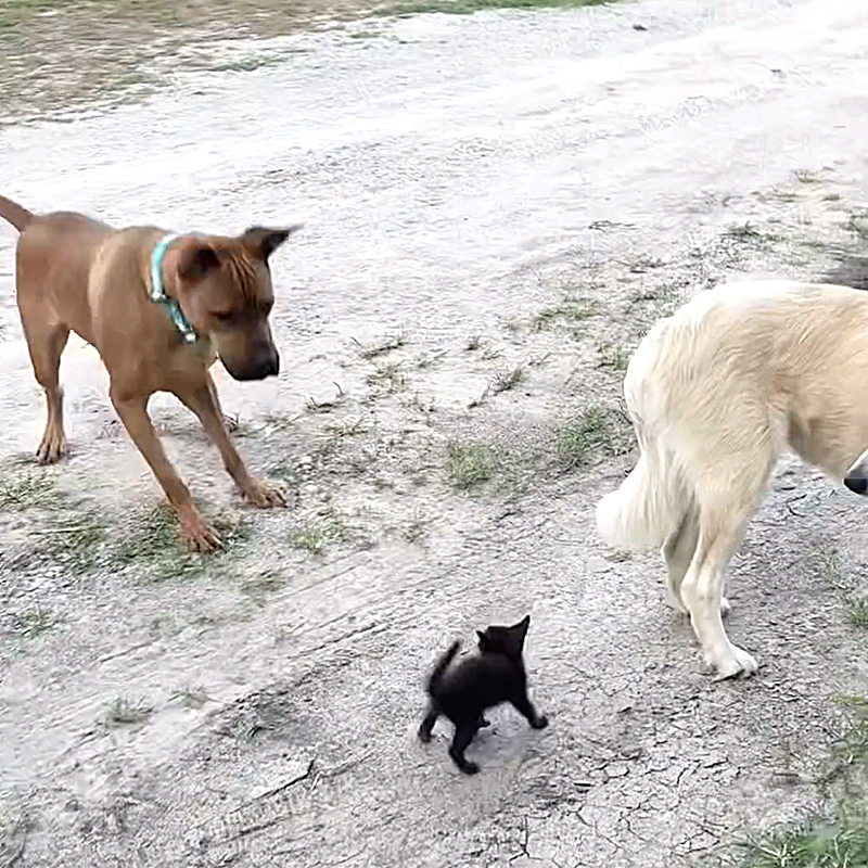 Code Red Animal Project Inc., CRAP, black kitten, kitten chases dogs, kitten approaches big dogs at Fort Worth, Texas rescue, cats and dogs, rescued dogs and kitten, Jyl and Brian, 3