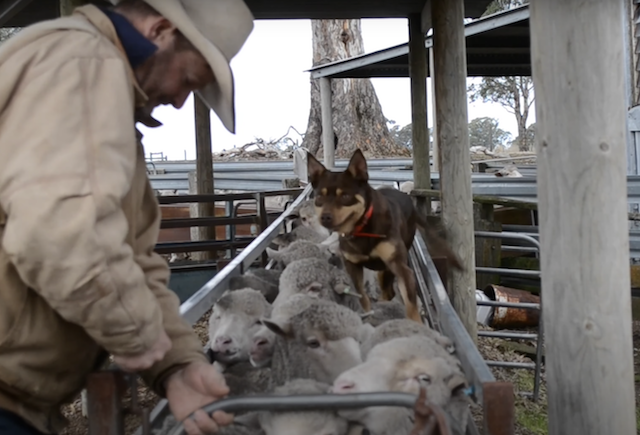 Australian Kelpie herding