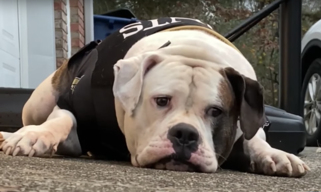 Autism service dog relaxing