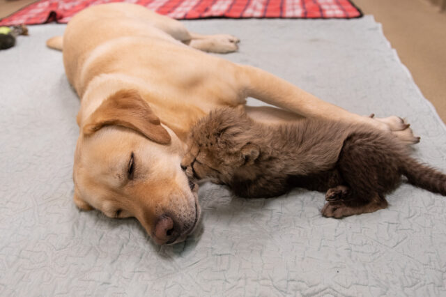 Cheetah cub kissing dog