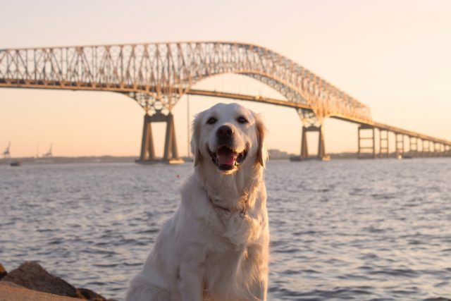 Dog Friendly Baltimore