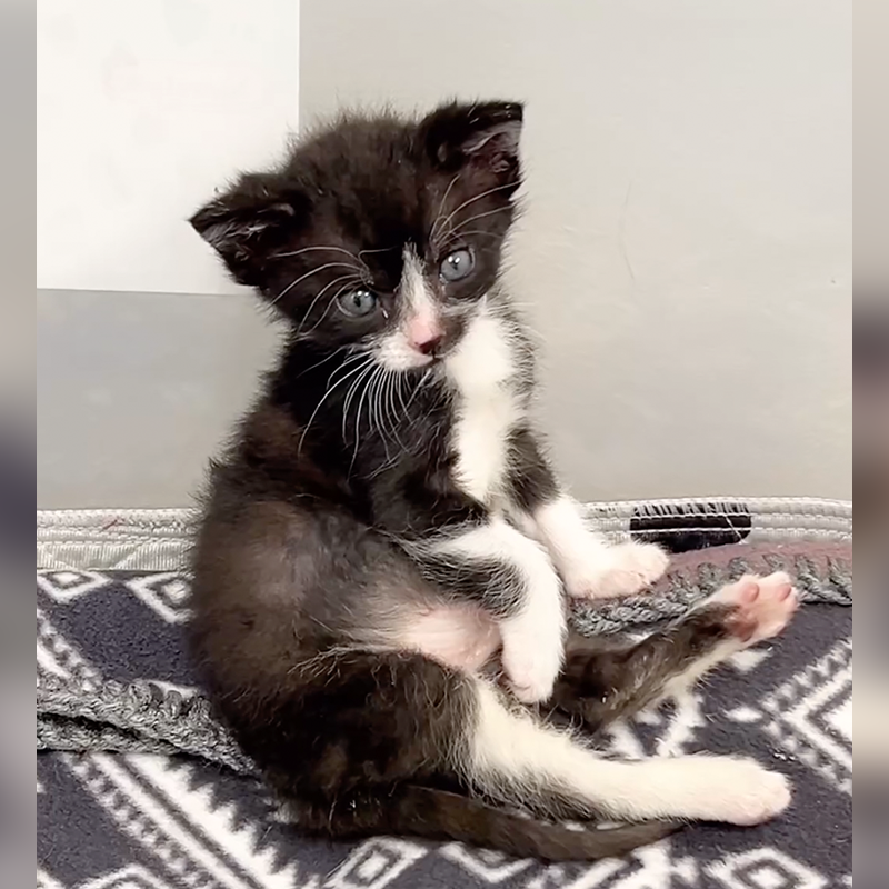 Barry the kitten, Kris Kaiser, Camp Wobbly Cat, Minnesota, Minneapolis, potato with legs, rescued kitten, tuxedo cat, tuxie, Animal Humane Society, TNR, trap, neuter, return, Snapple the cat, Whirlwind Natalie, cerebellar hypoplasia, WCCO CBS Minnesota, Bitty Kitty Brigade, Brianne Tushaus, 2