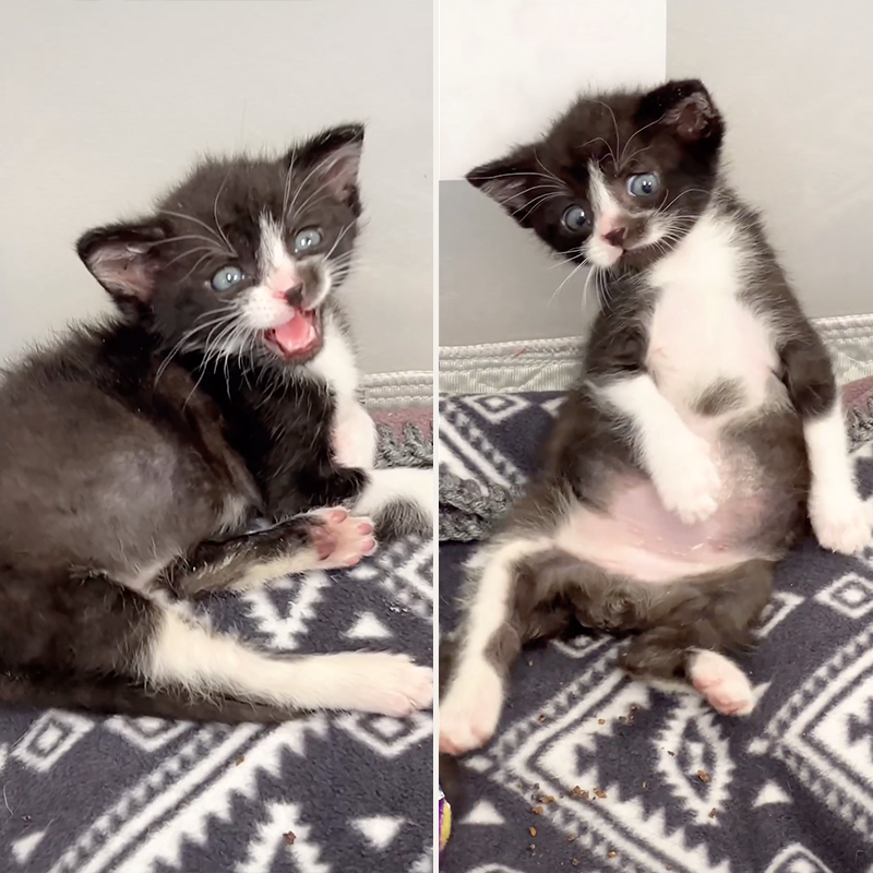 Barry the kitten, Kris Kaiser, Camp Wobbly Cat, Minnesota, Minneapolis, potato with legs, rescued kitten, tuxedo cat, tuxie, Animal Humane Society, TNR, trap, neuter, return, Snapple the cat, Whirlwind Natalie, cerebellar hypoplasia, WCCO CBS Minnesota, Bitty Kitty Brigade, Brianne Tushaus, 1