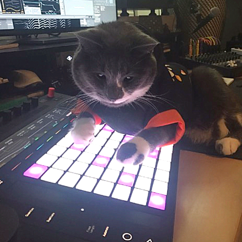 Big Basinksi the Synth Cat, Detroit, Michigan, Brandon Murphy, Ableton Certified Trainer, pawtechre, cat playing keyboards and synthesizers, musical cat, illiacsound, 4, Basinski