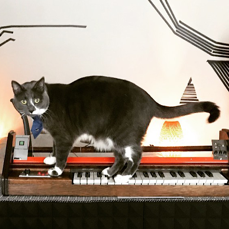 Basinski the Synth Cat, Detroit, Michigan, Brandon Murphy, Ableton Certified Trainer, pawtechre, cat playing keyboards and synthesizers, musical cat, illiacsound, 2