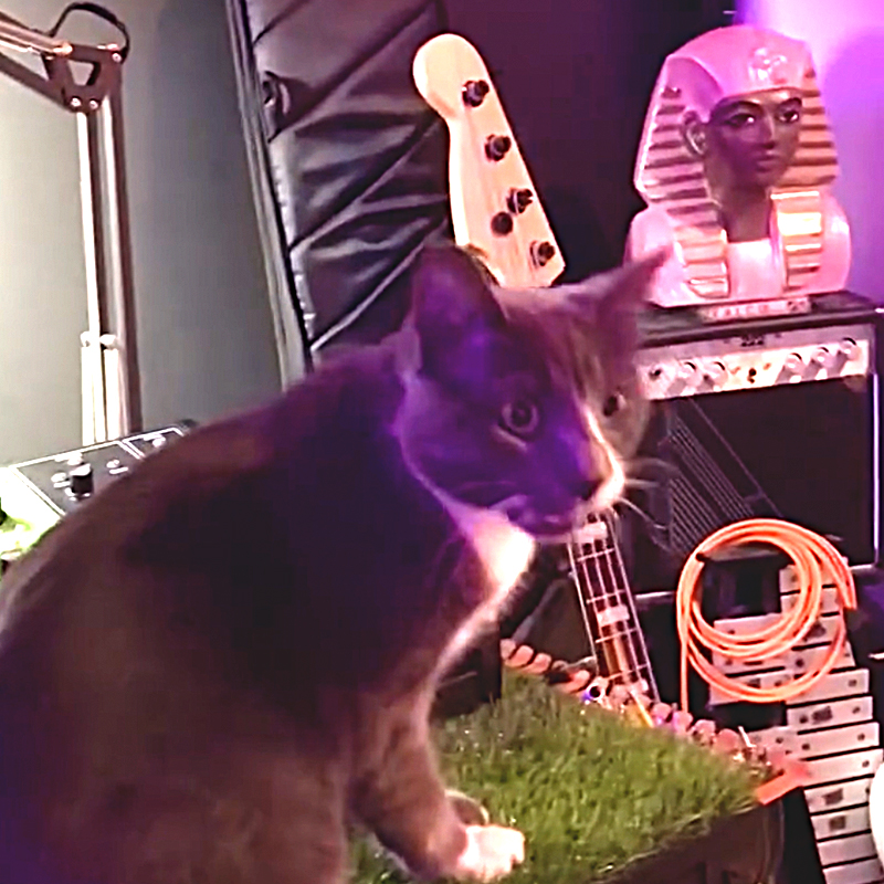 Big Basinksi the Synth Cat, Detroit, Michigan, Brandon Murphy, Ableton Certified Trainer, pawtechre, cat playing keyboards and synthesizers, musical cat, illiacsound, 1