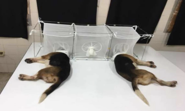 Beagle experimenting