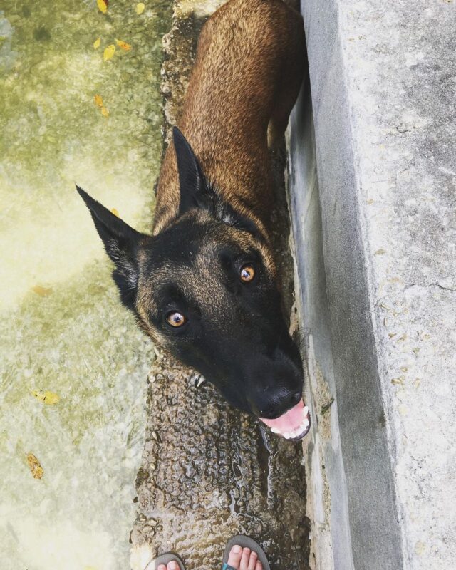 Belgian Malinois on walk