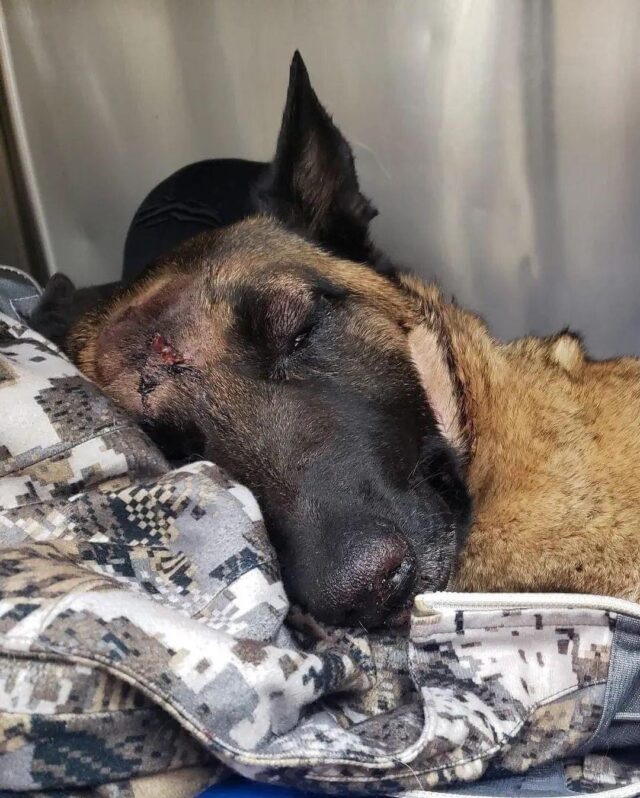 Belgian Malinois recovering