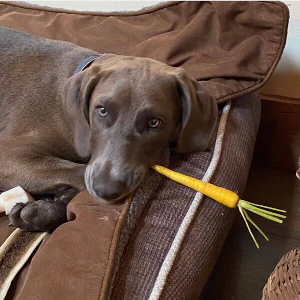 Dog Chewing Carrot