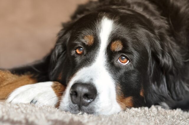 Bernese Mountain Dog close-up