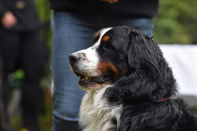 Bernese Mountain Dog helping human