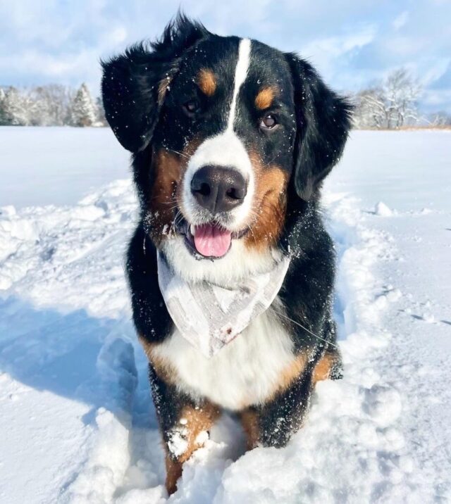 Bernese Mountain Dog in Snow