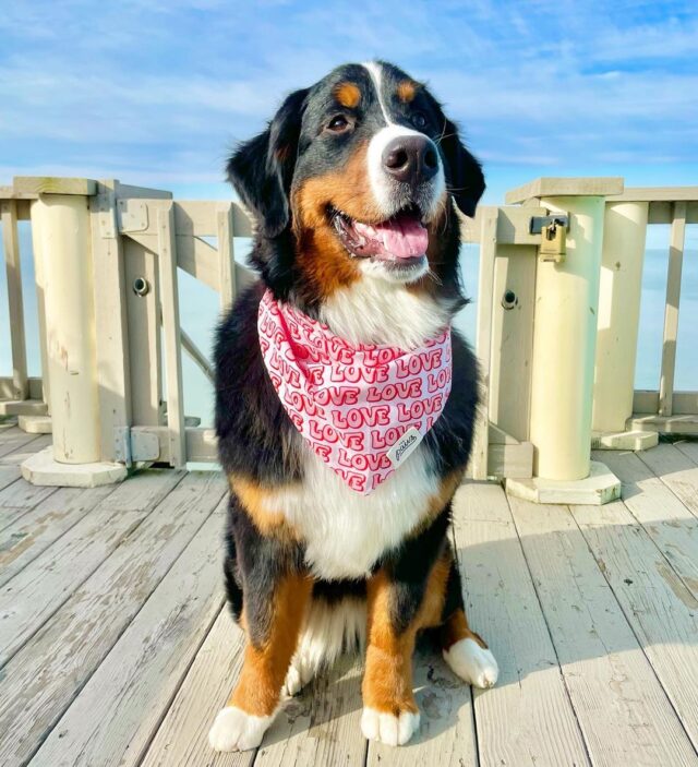 Bernese Mountain Dog Missing