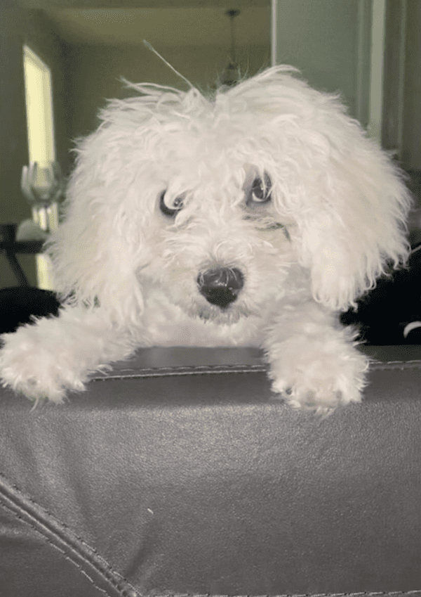 Bichon Frise Stolen