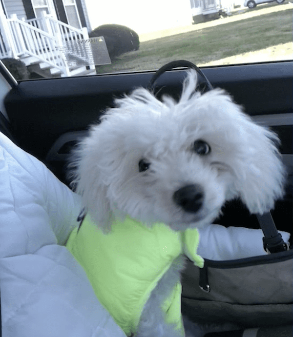 Bichon wearing bandana